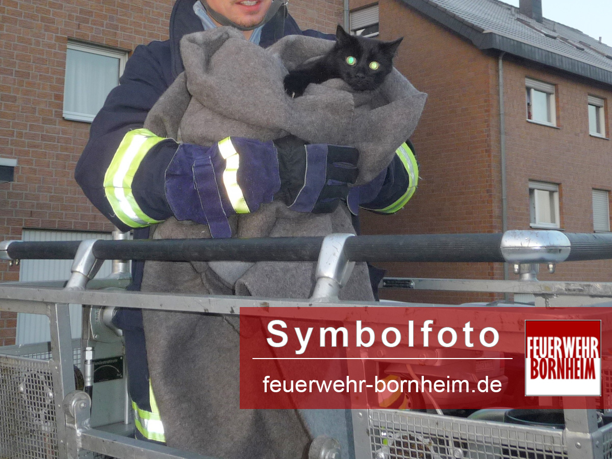 Symbolfoto: Katze auf Dach